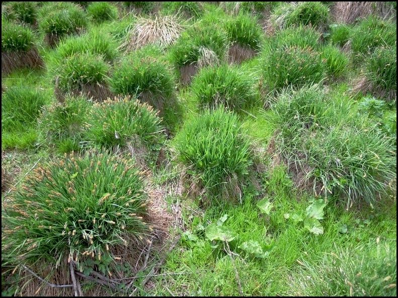 Carex nigra (Poales - Cyperaceae)